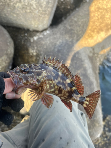 カサゴの釣果