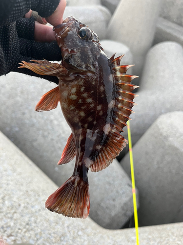 カサゴの釣果