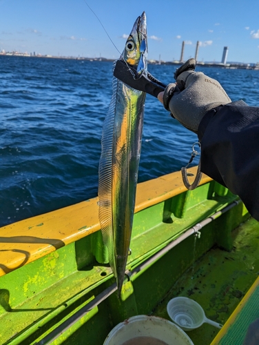 タチウオの釣果