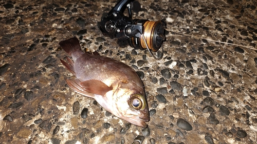 メバルの釣果