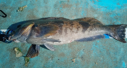 アイナメの釣果