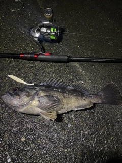 クロソイの釣果