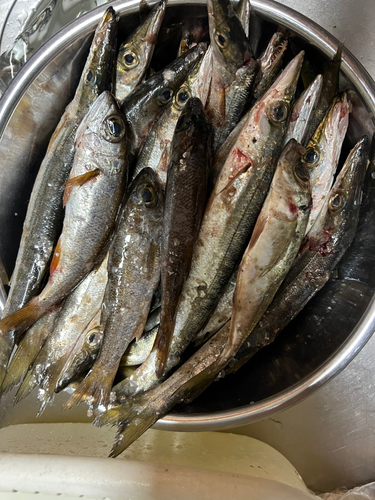 カマスの釣果