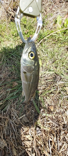 セイゴ（マルスズキ）の釣果