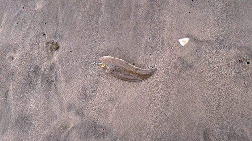 シタビラメの釣果