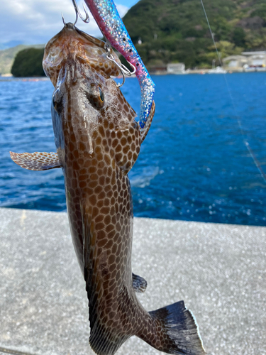 オオモンハタの釣果