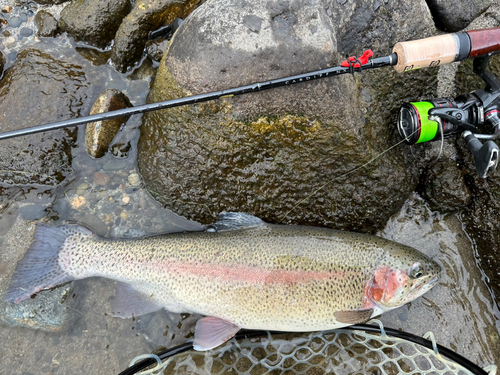 ニジマスの釣果