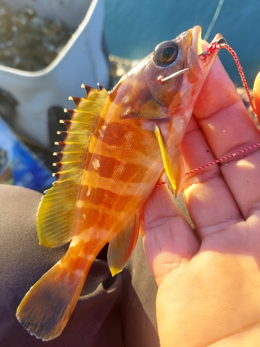 アカハタの釣果