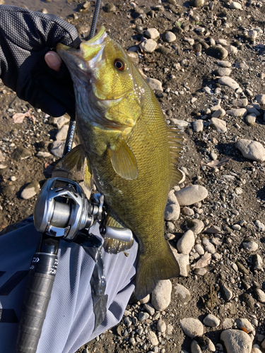 スモールマウスバスの釣果