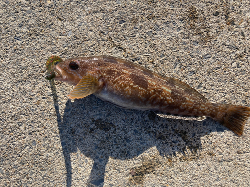 アイナメの釣果