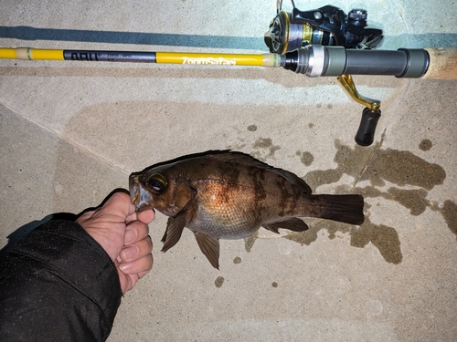 シロメバルの釣果