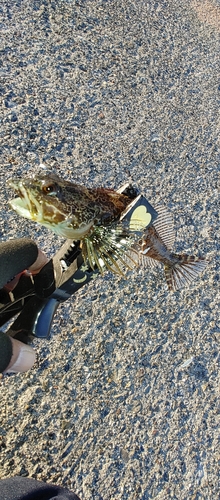 アナハゼの釣果