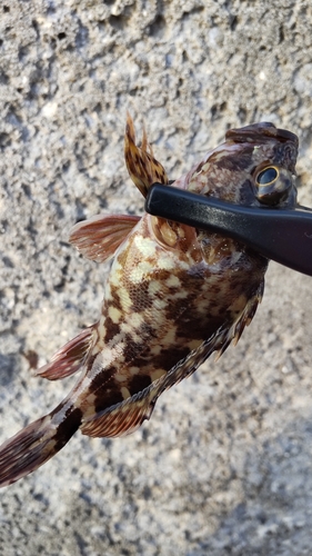 カサゴの釣果