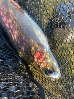 ニジマスの釣果