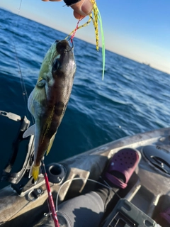 シロサバフグの釣果