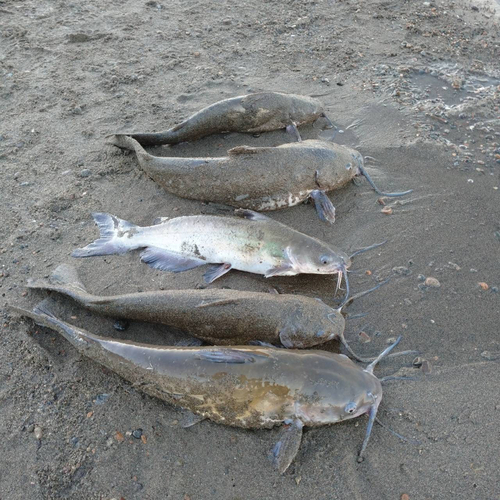 アメリカナマズの釣果