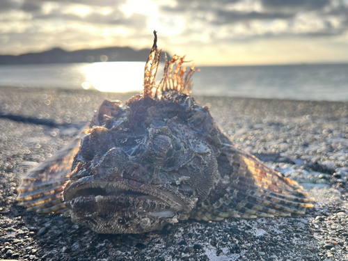 アイナメの釣果