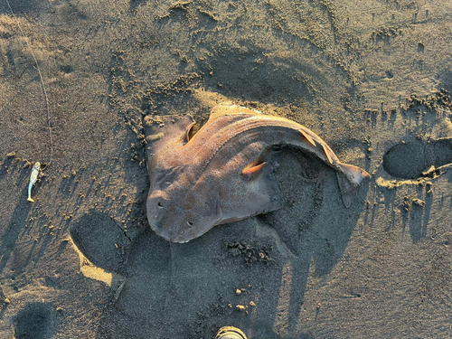 カスザメの釣果