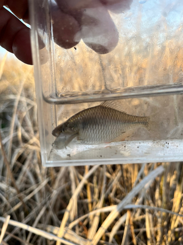 タイリクバラタナゴの釣果