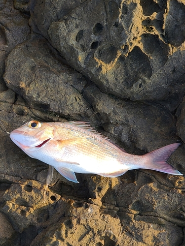 チャリコの釣果