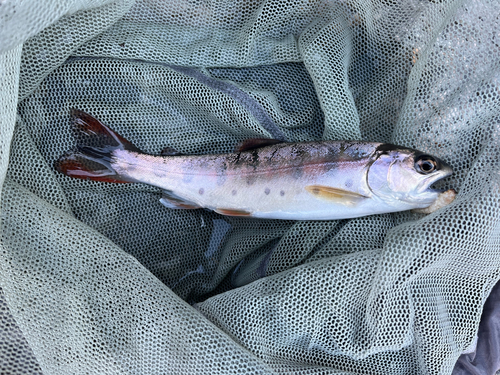 ニジマスの釣果