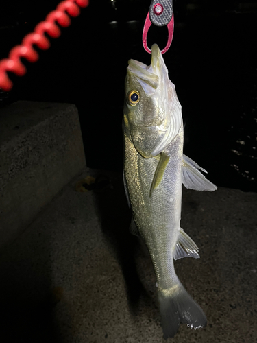 シーバスの釣果