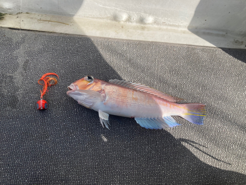 アカアマダイの釣果