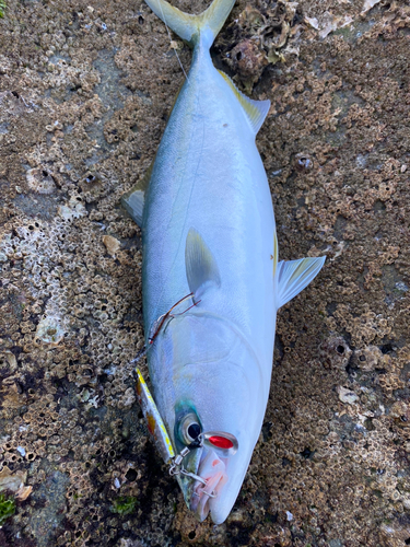 ヤズの釣果