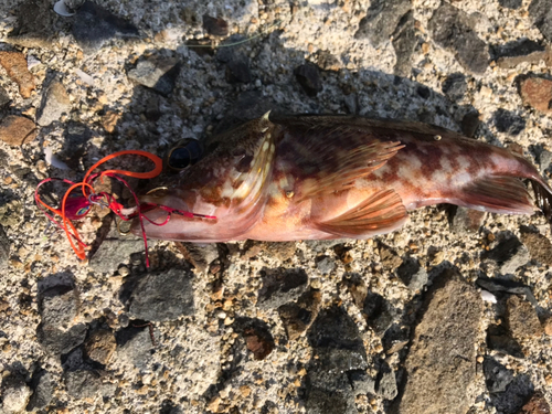 カサゴの釣果