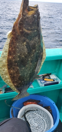 ヒラメの釣果