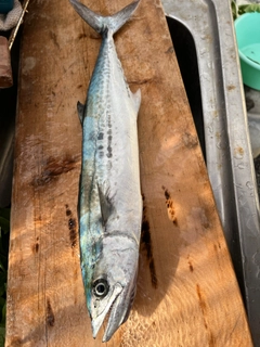 サゴシの釣果