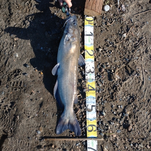 アメリカナマズの釣果