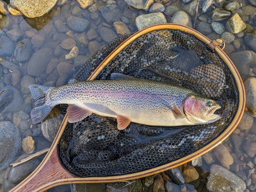 ニジマスの釣果