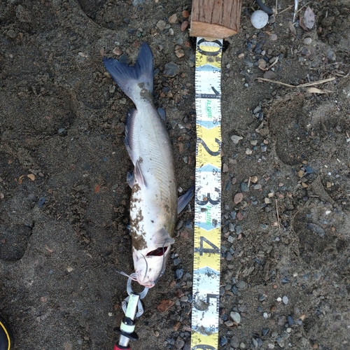 アメリカナマズの釣果