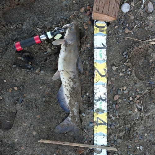 アメリカナマズの釣果