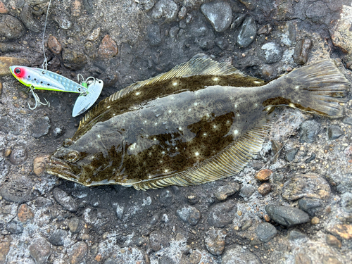 ソゲの釣果