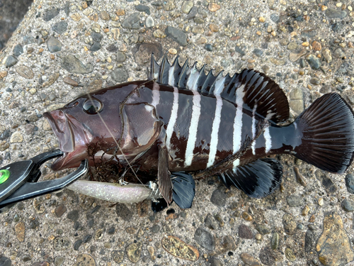 ハタの釣果