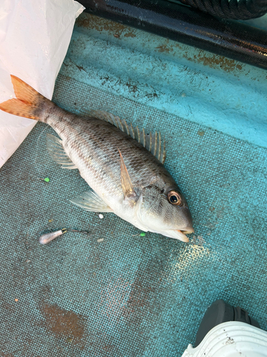 イトフエフキの釣果