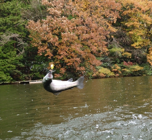 ニジマスの釣果