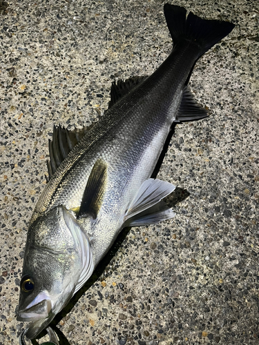 スズキの釣果