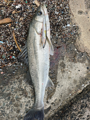 スズキの釣果