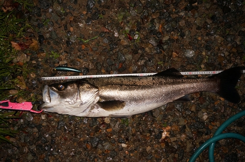 スズキの釣果