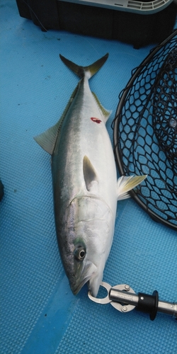 ハマチの釣果