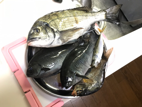 メジナの釣果