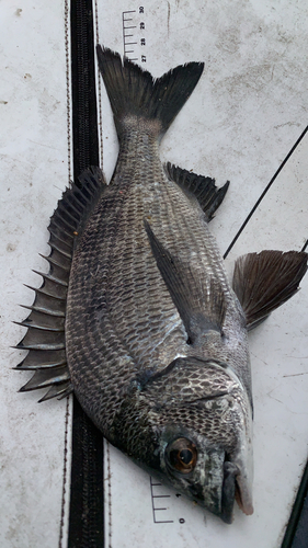 クロダイの釣果