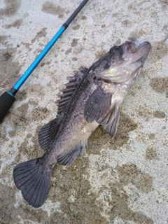 クロソイの釣果