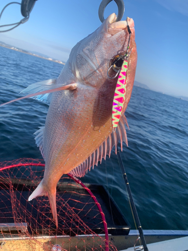 マダイの釣果