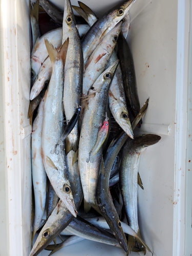 カマスの釣果