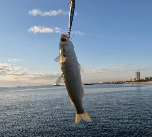 ボラの釣果