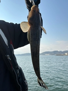 マゴチの釣果